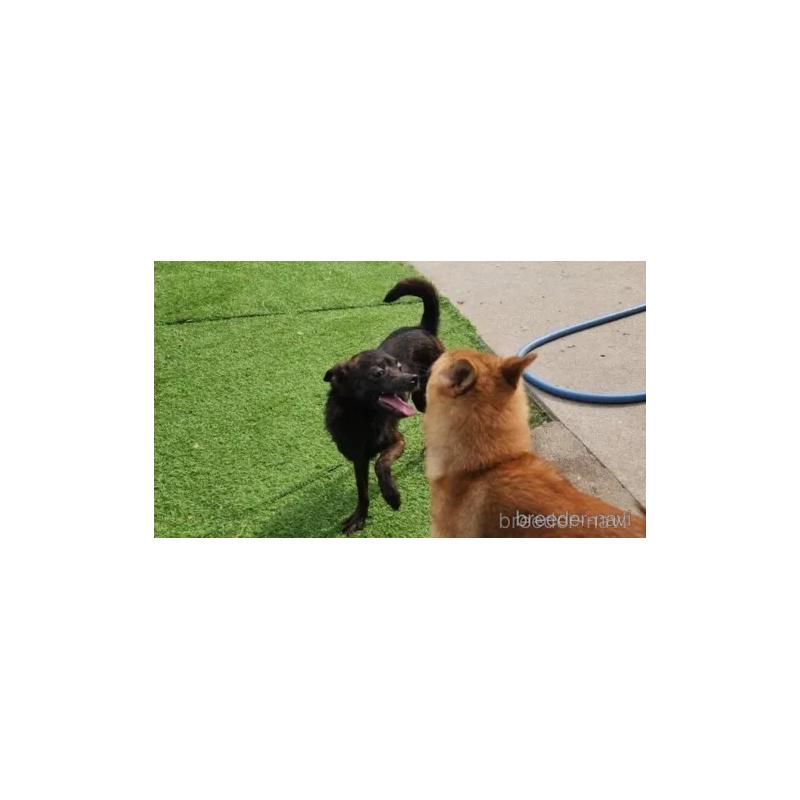 販売中の福岡県のミックス犬-409148の4枚目
